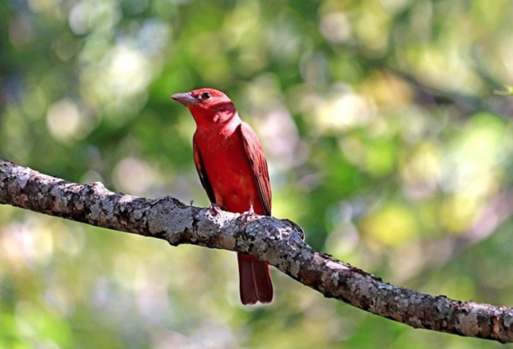 What Birds Have Red Heads? - Summer Tanager