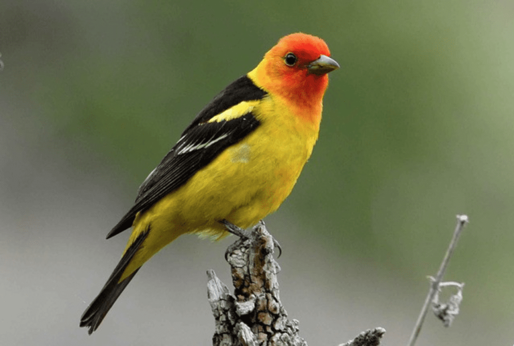 What Birds Have Red Heads? - Western Tanager