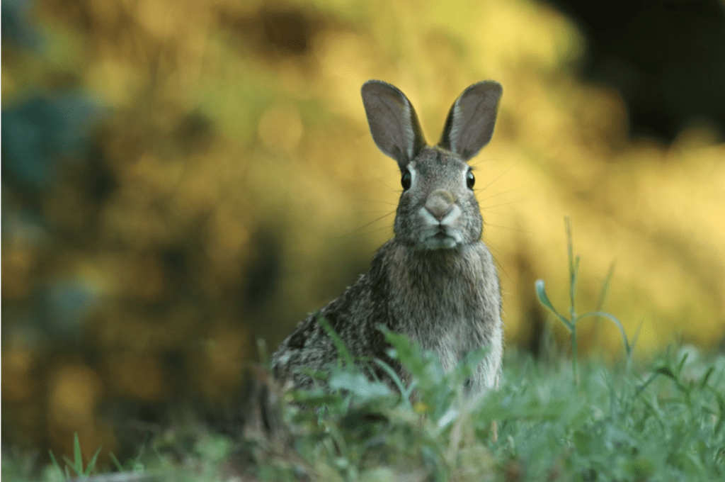 what-do-wild-rabbits-eat-surprisingly-not-carrots