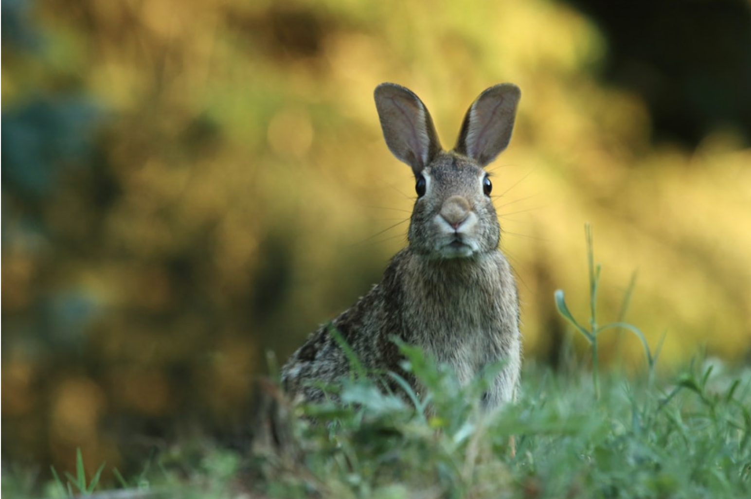 What Do Wild Rabbits Eat? - Wild rabbit looking surprised