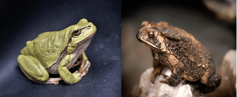 What Is the Difference Between a Frog and a Toad? - Frog and Toad facing each other