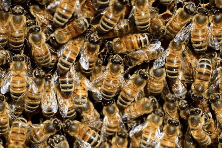 How to Keep Bees Away From your House Naturally - Many bees
