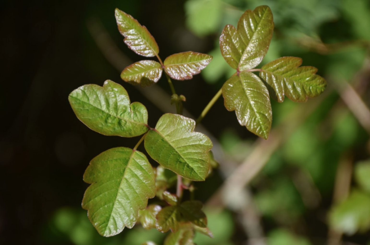 How to Kill Poison Ivy Without Killing Other Plants? - Poison ivy