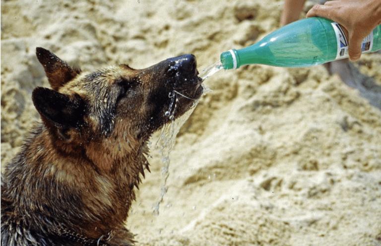Is Sparkling Water Bad for Dogs? - Dog drinking from bottle water