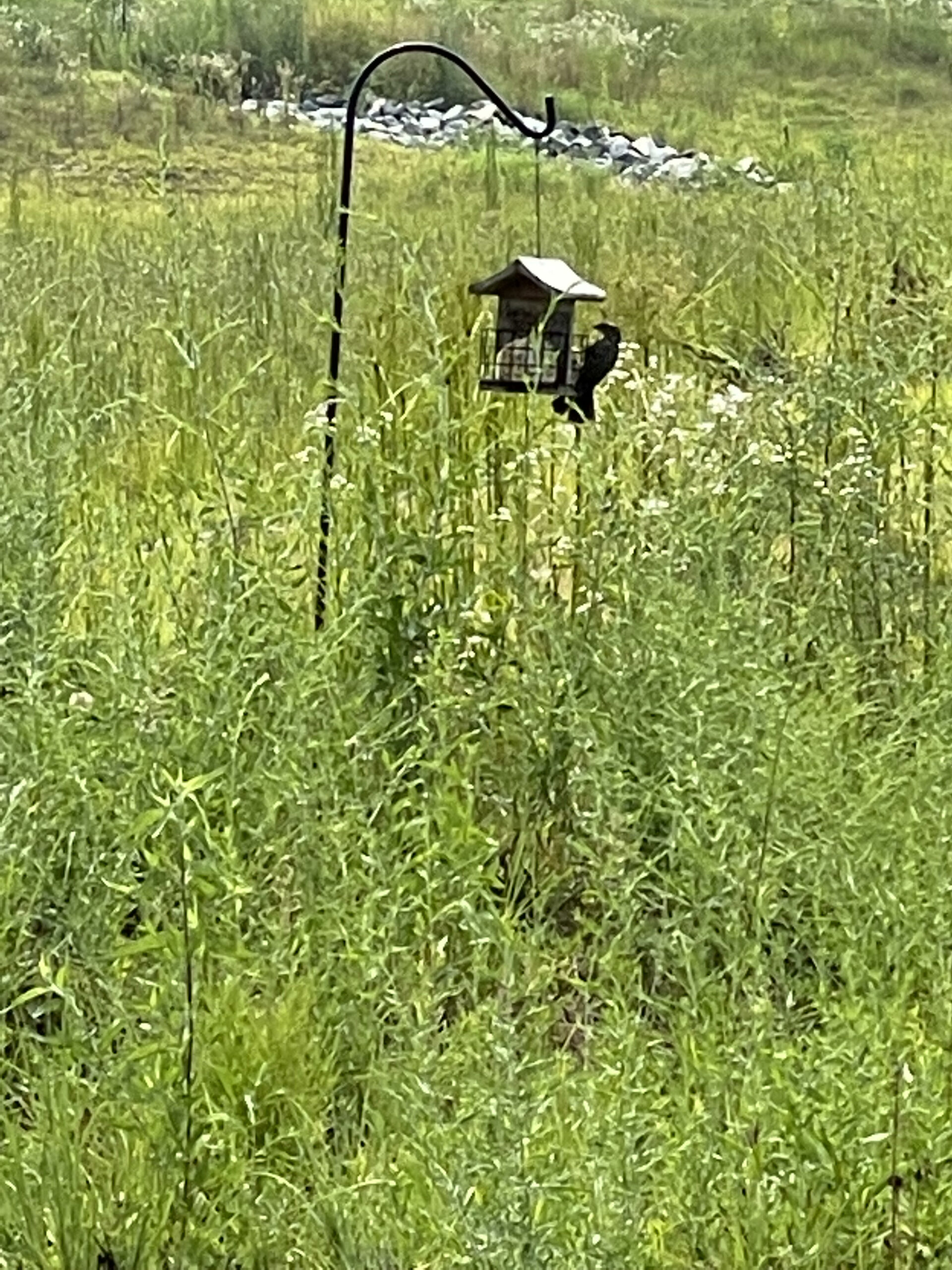 Where Should You Hang a Suet Feeder to Get More Birds?