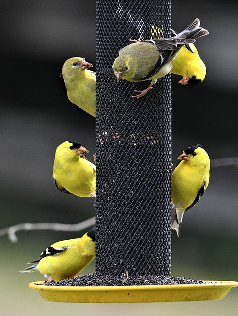 10 Things to Know About Nyjer Seeds - Goldfinch eating on feeder