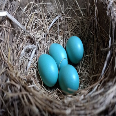 Do Robins Reuse Nests? - Robin nest with eggs