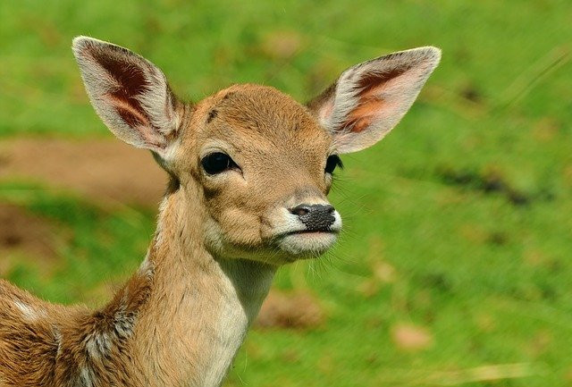 What Do Deer Eat? - Deer close up