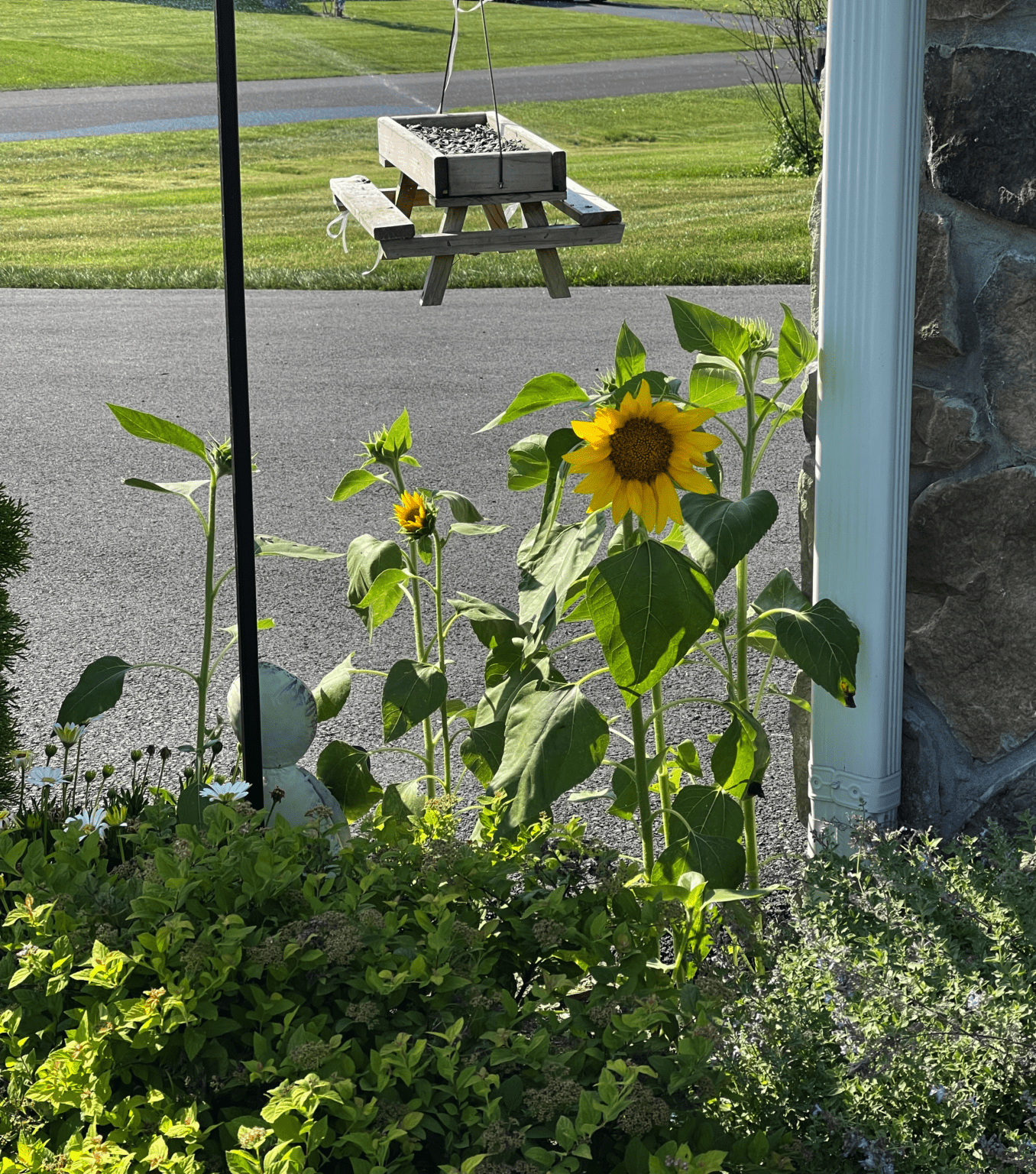 Will Sunflower Bird Seed Grow? (Easier Than You May Think)