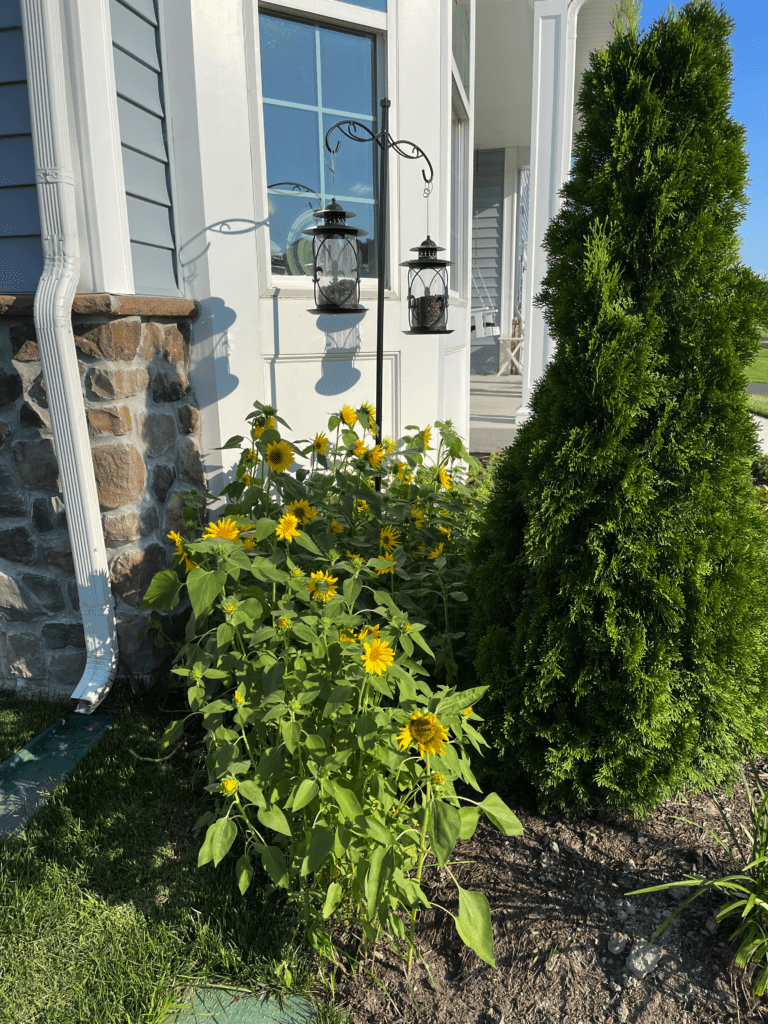 Will Sunflower Bird Seed Grow? - Sunflowers Main Feeder
