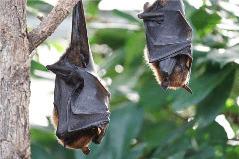 Do Bat Houses Help With Mosquitoes? - Two Bats Hanging