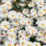 Are Daisies Weeds?