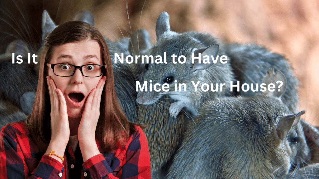 is-it-normal-to-have-mice-in-your-house