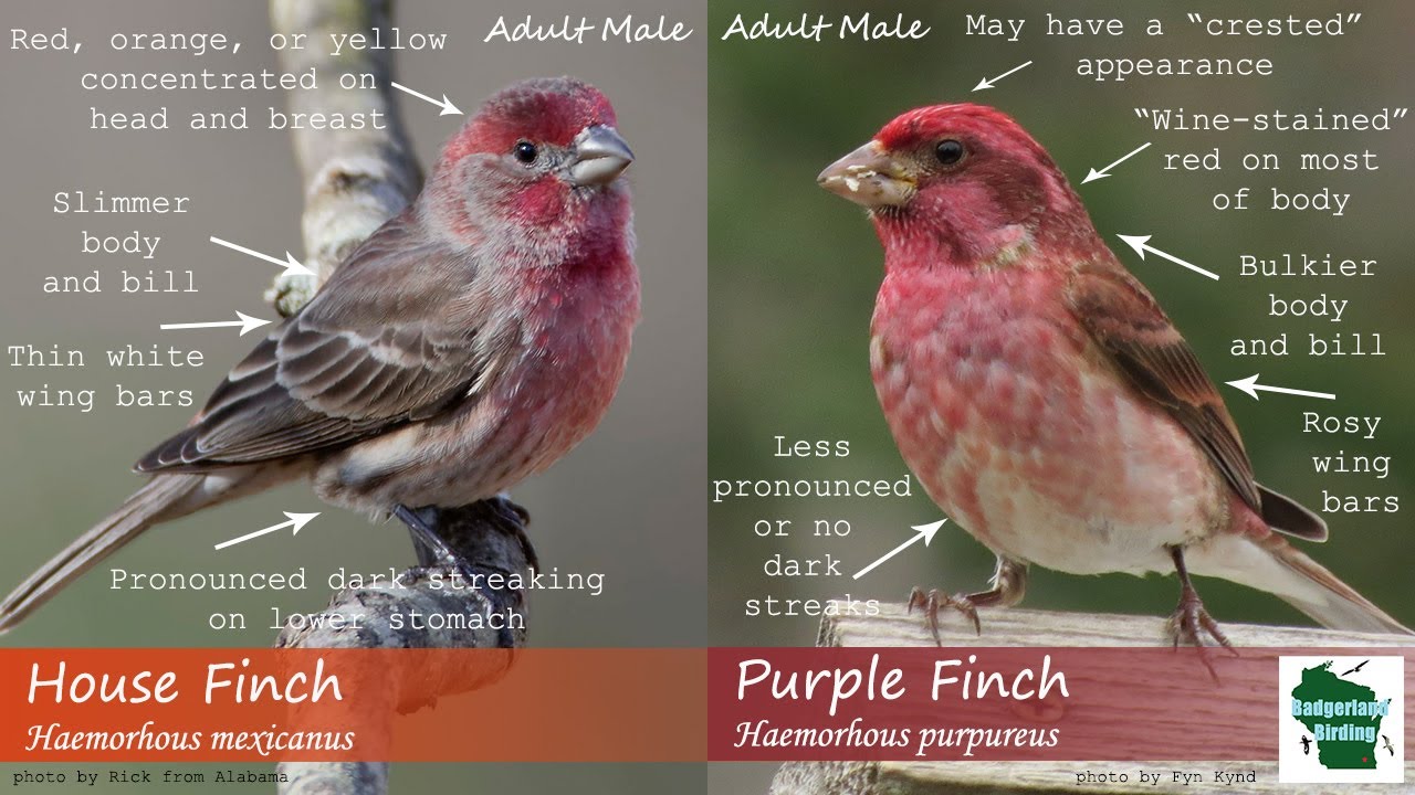 What Birds Have Red Heads? (20 Birds with Pictures and Videos)