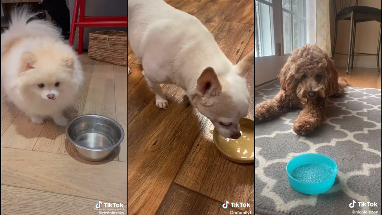 Is Sparkling Water Bad for Dogs? (Better to Stick with Natural Water)