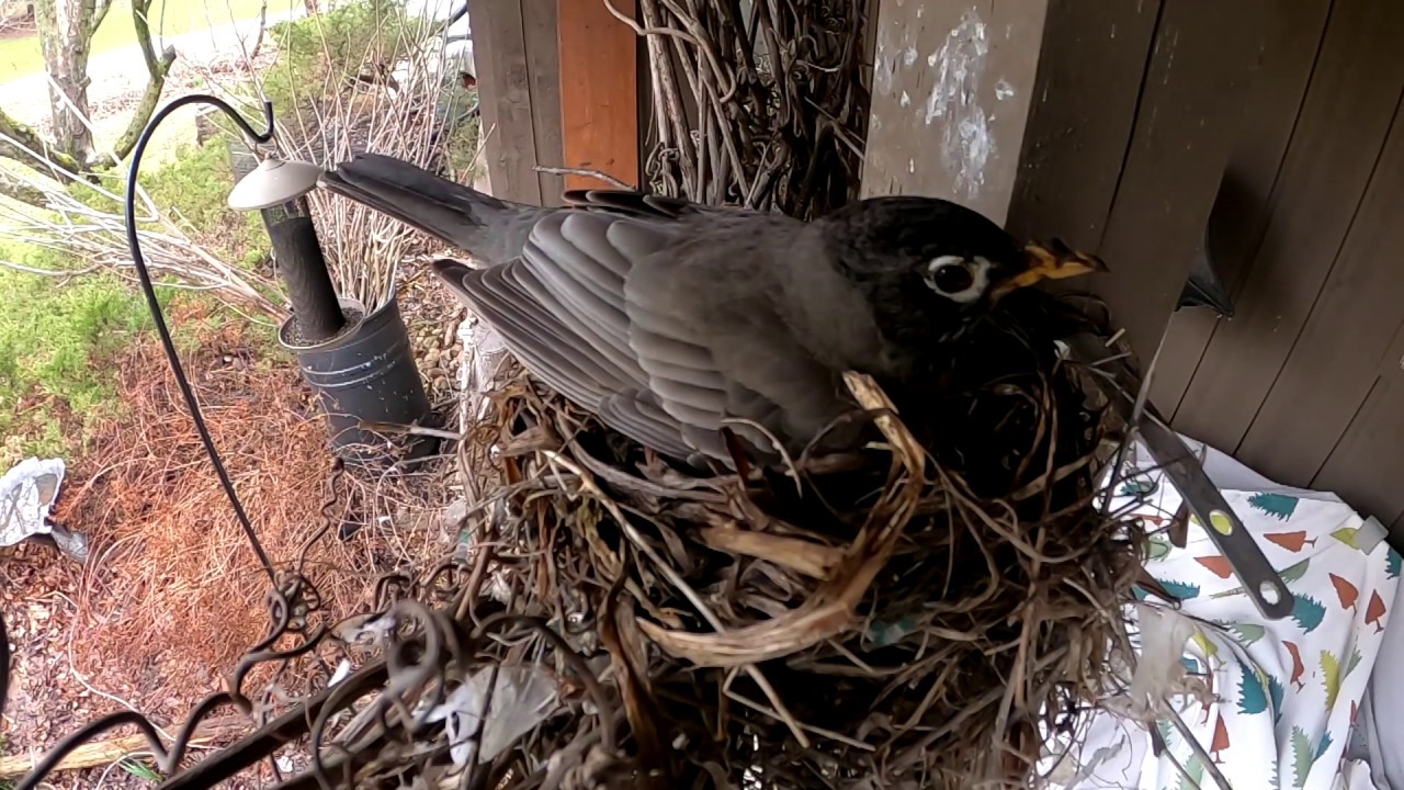 Do Robins Reuse Nests? (No, But May Repurpose Existing Nests)