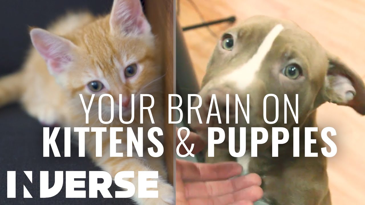 Why Do We Keep Pets at Home? (They are Good for You)