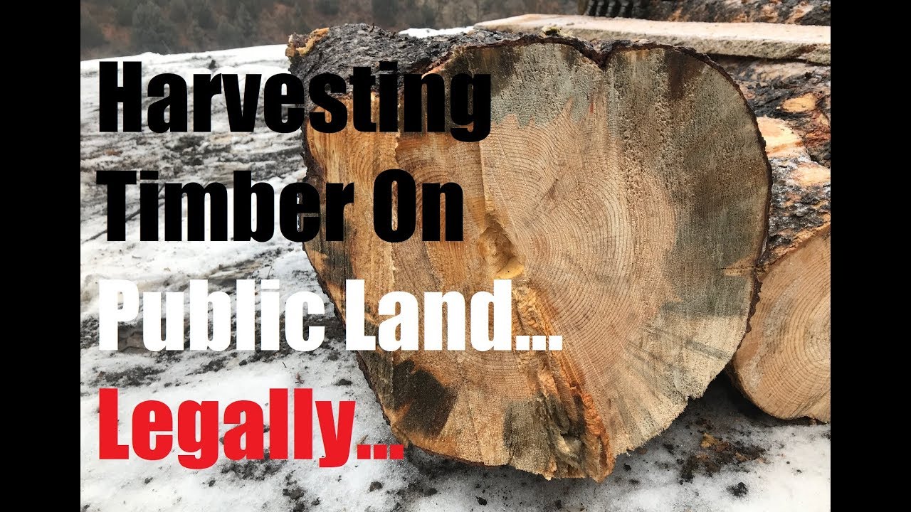 Where Can I Get Free Firewood? (With Tips on How to Do it)