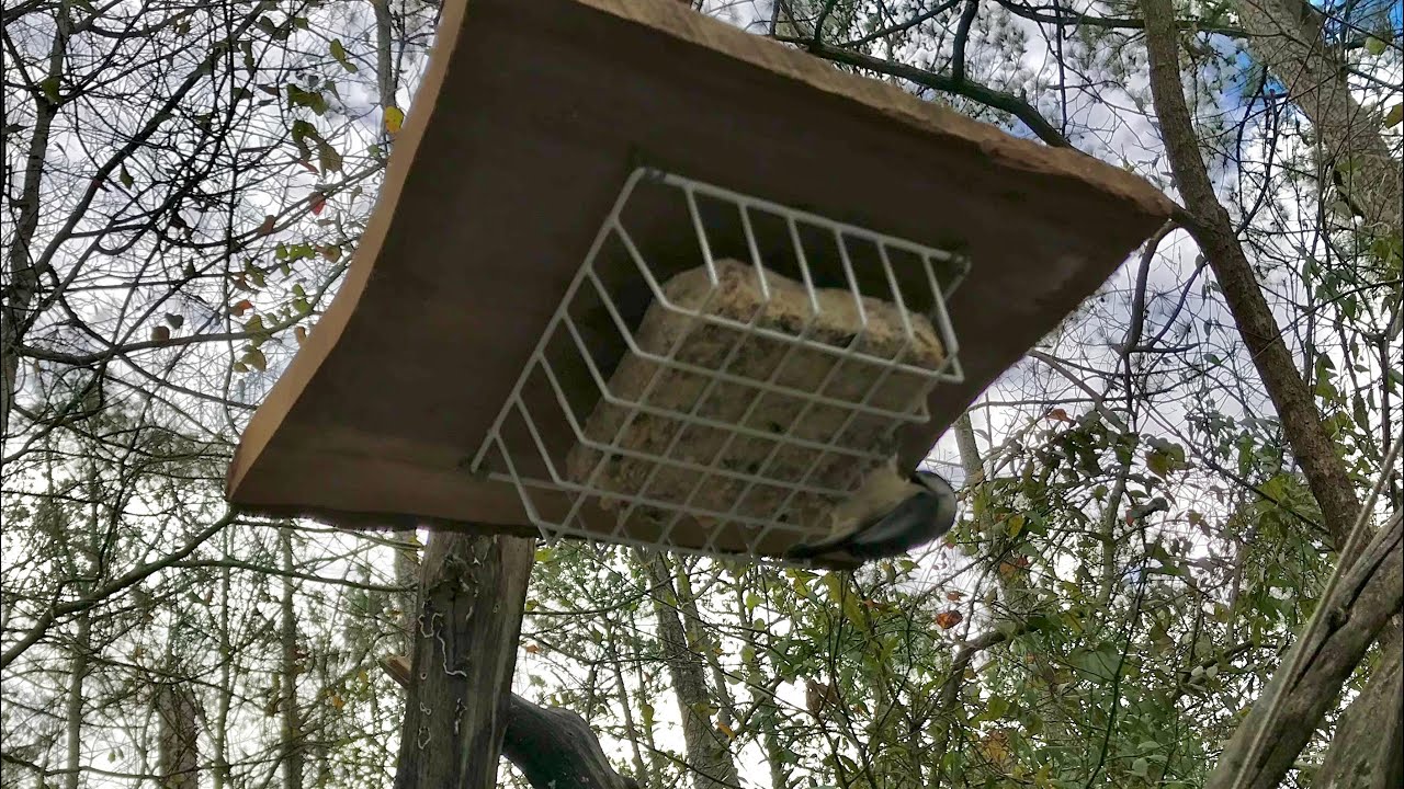 Where Should You Hang a Suet Feeder to Get More Birds?
