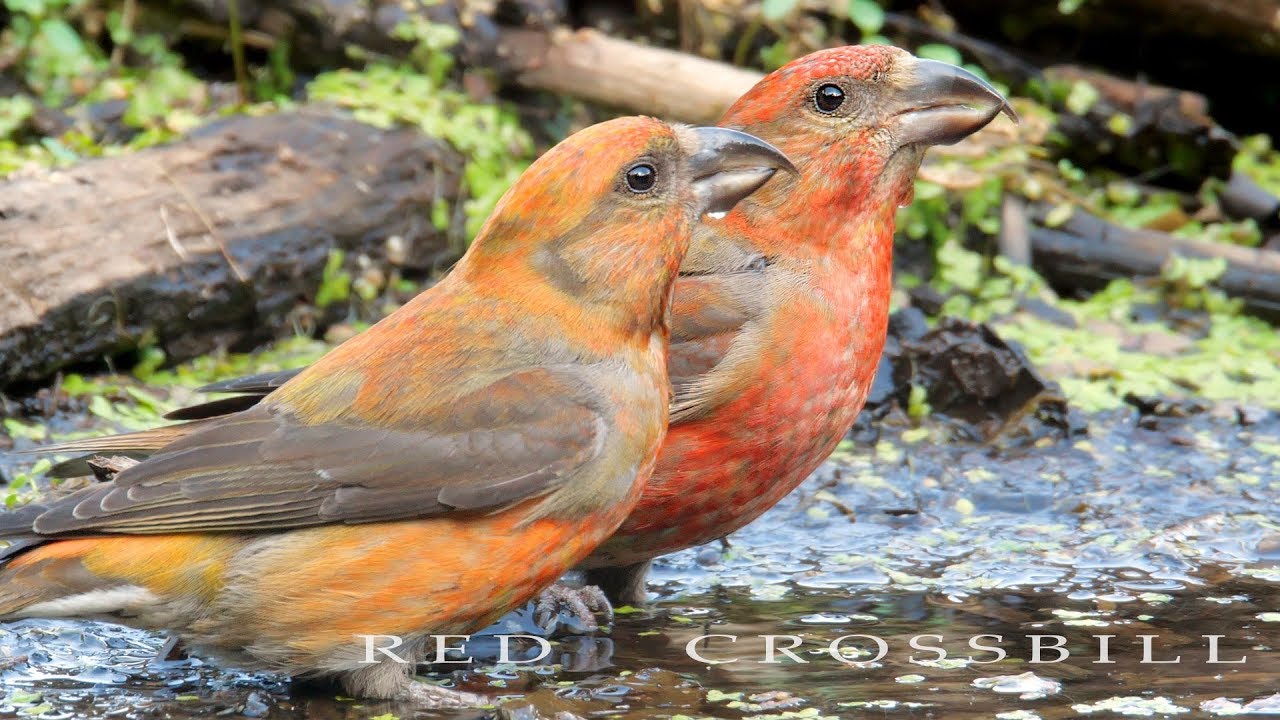 What Birds Have Red Heads? (20 Birds with Pictures and Videos)