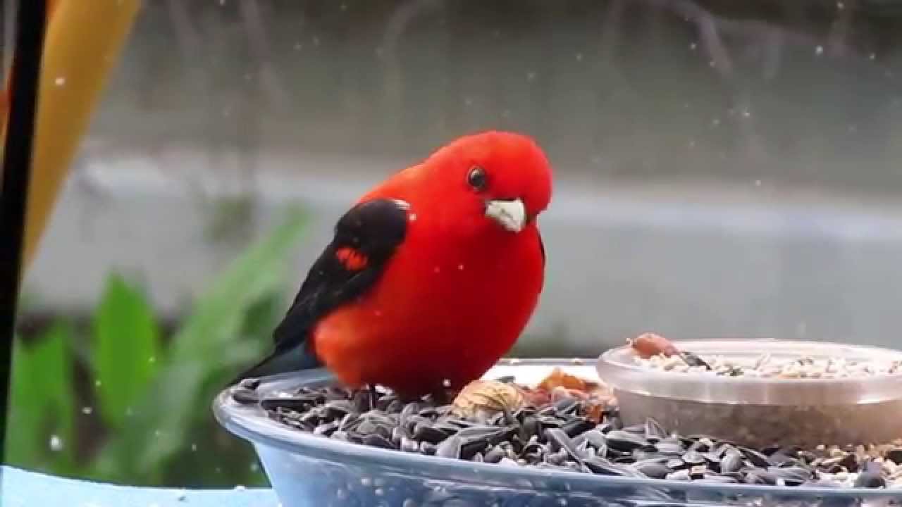 What Birds Have Red Heads? (20 Birds with Pictures and Videos)